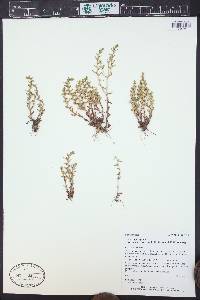 Veronica peregrina subsp. xalapensis image