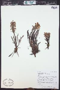 Pedicularis sudetica subsp. scopulorum image