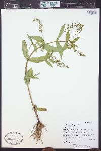 Veronica anagallis-aquatica image
