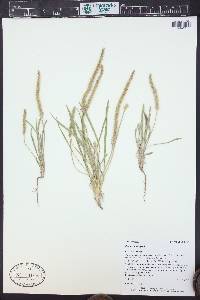 Plantago patagonica image