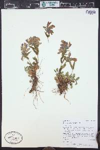 Penstemon whippleanus image