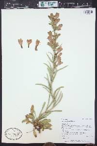 Penstemon jamesii image