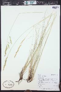 Festuca arizonica image