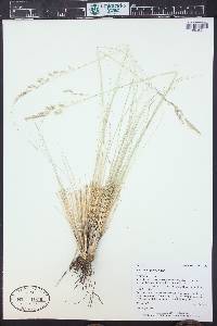 Festuca arizonica image