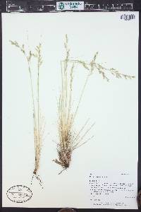 Festuca arizonica image