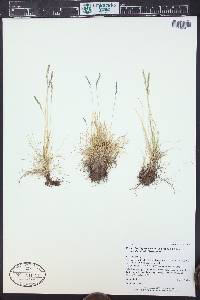 Festuca brachyphylla subsp. coloradensis image