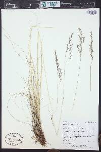 Festuca idahoensis image