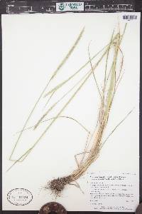 Elymus trachycaulus subsp. subsecundus image