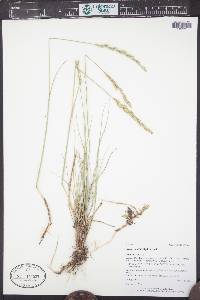 Pascopyrum smithii image