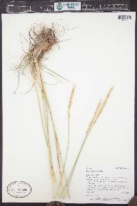 Psathyrostachys juncea image