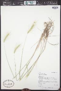 Hordeum jubatum subsp. intermedium image