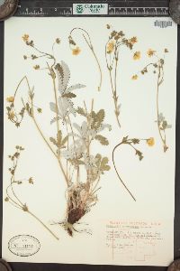 Potentilla pulcherrima image