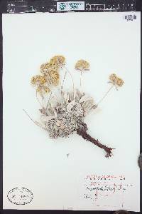 Eriogonum flavum image