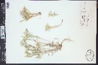 Townsendia grandiflora image