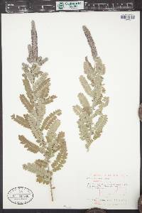 Amorpha canescens image