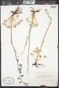 Delphinium scaposum image