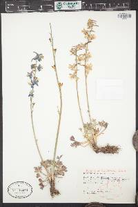 Delphinium scaposum image