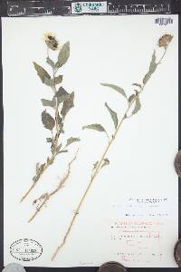 Helianthus petiolaris subsp. petiolaris image