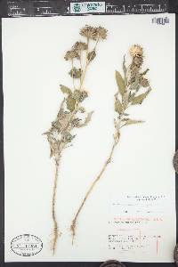 Helianthus petiolaris image