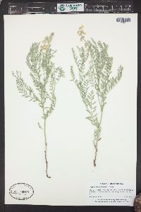 Sophora nuttalliana image