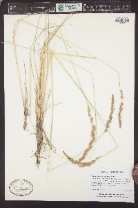 Calamagrostis stricta image