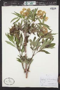 Sambucus racemosa subsp. racemosa image