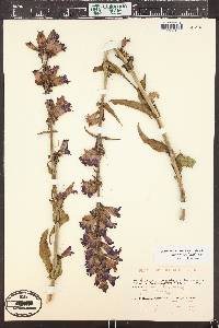 Penstemon strictiformis image