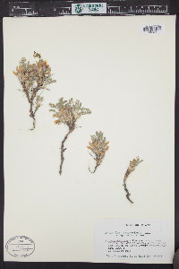 Astragalus sempervirens image