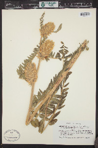 Astragalus centralpinus image