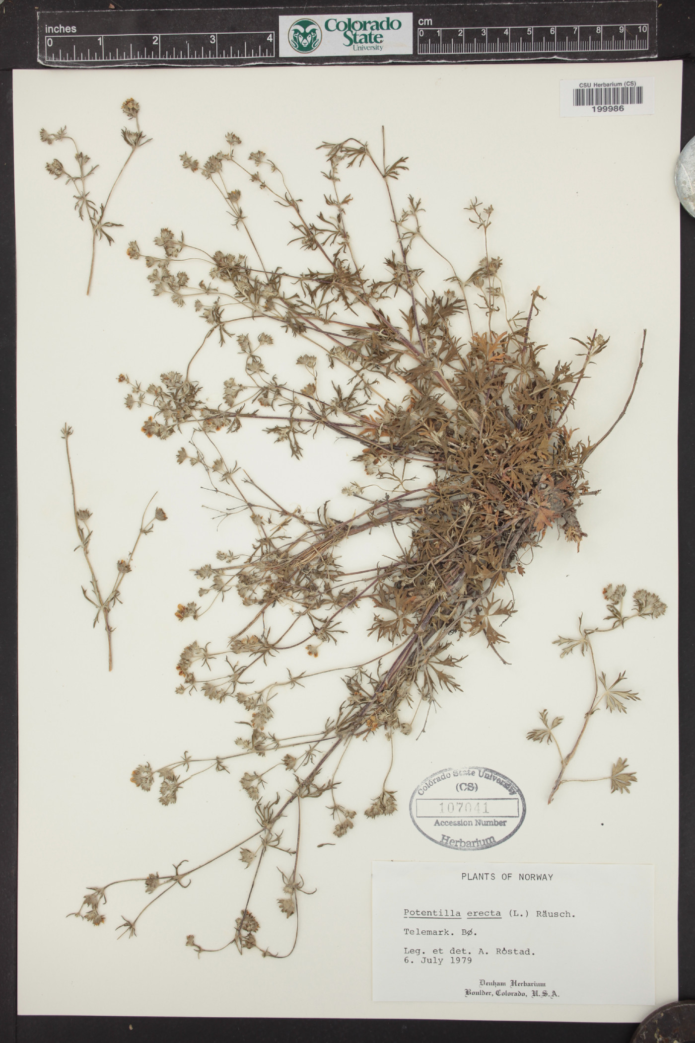 Potentilla erecta image