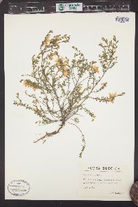 Genista pilosa image