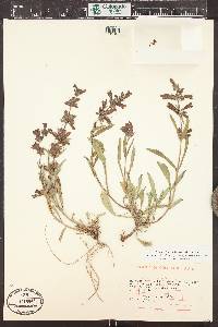 Penstemon breviculus image