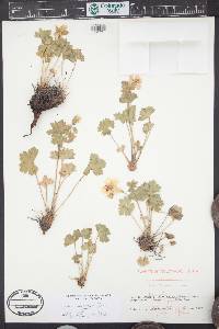 Geranium caespitosum image