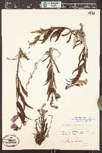 Penstemon glaber image