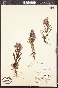 Penstemon glaber image