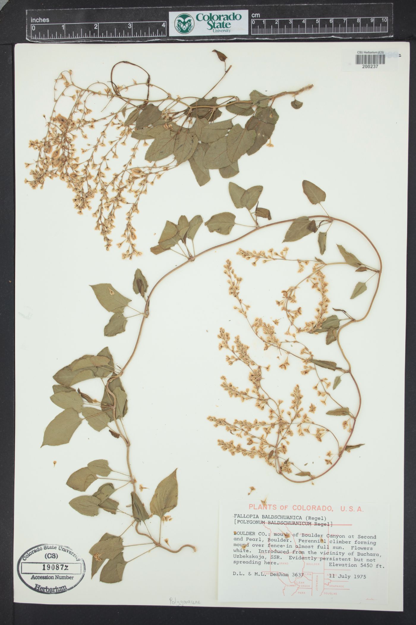 Fallopia baldschuanica image