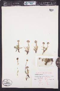 Erigeron simplex image