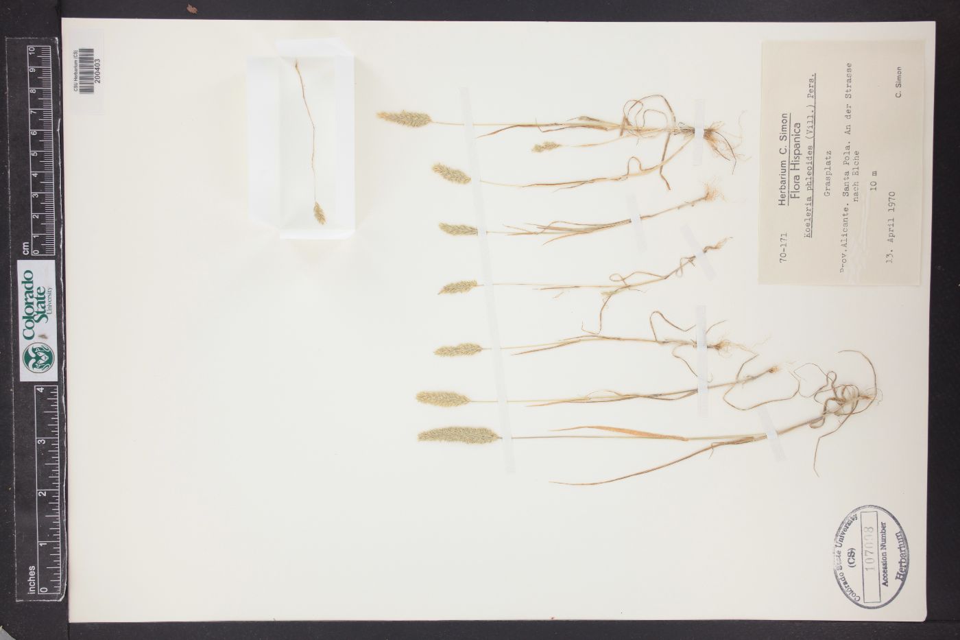 Rostraria cristata image