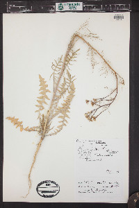 Sisymbrium altissimum image