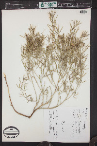 Ladeania lanceolata image