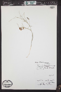 Astragalus ceramicus image