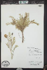 Astragalus laxmannii image