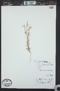 Ipomopsis laxiflora image