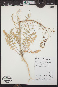 Sisymbrium altissimum image