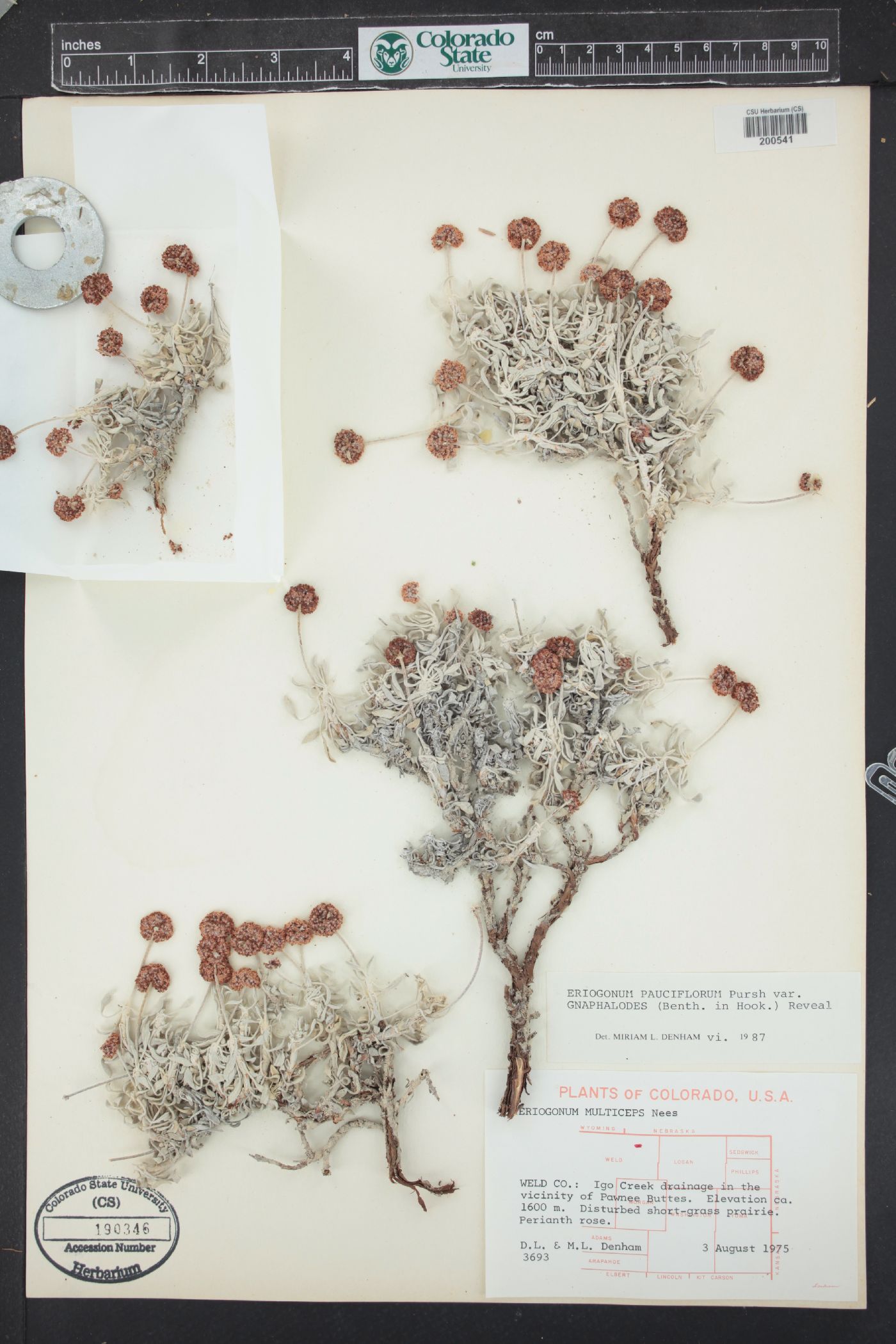 Eriogonum pauciflorum var. gnaphalodes image