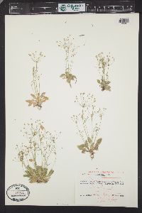 Androsace filiformis image