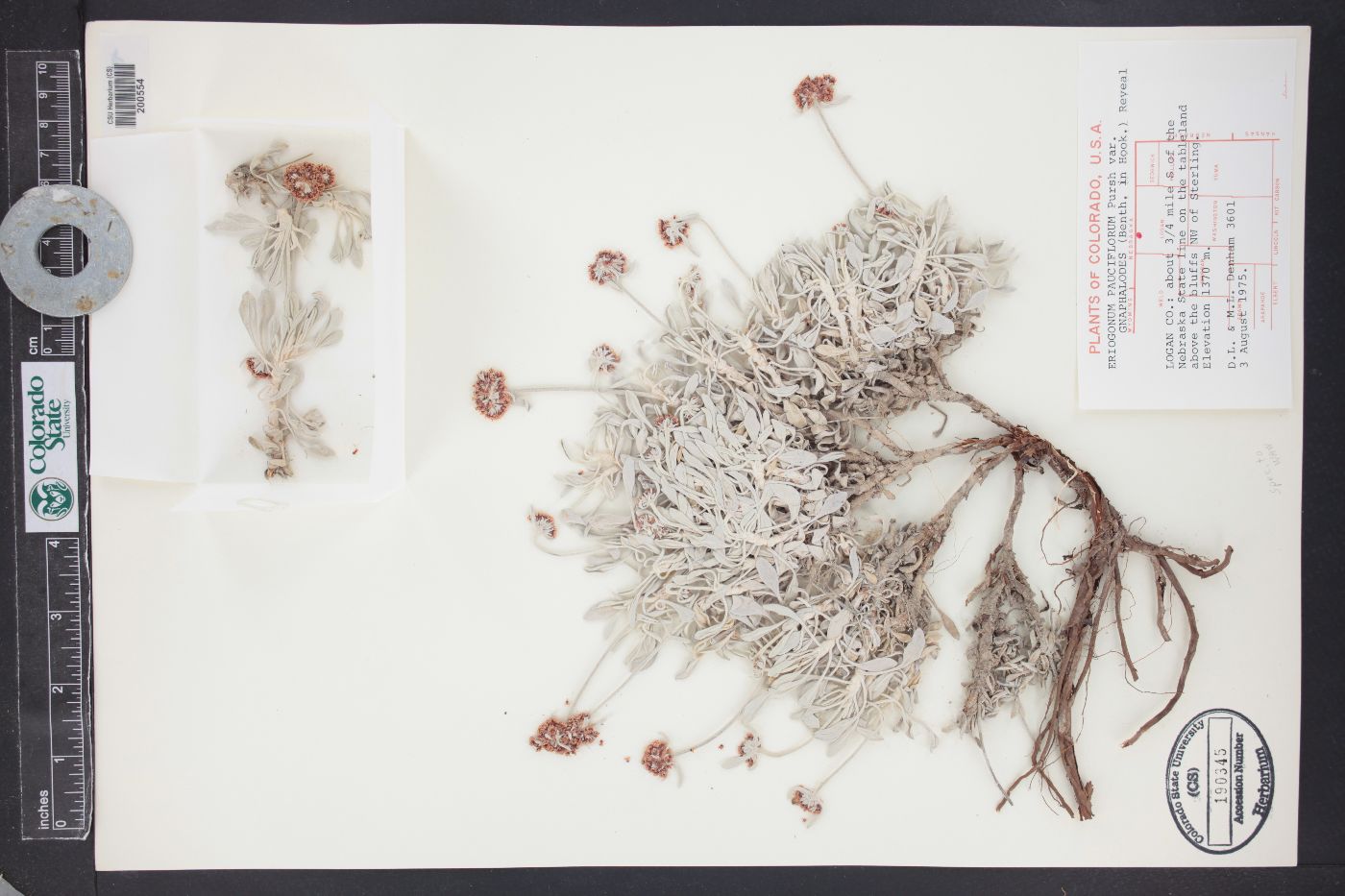 Eriogonum pauciflorum var. gnaphalodes image