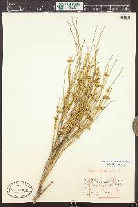 Ephedra viridis image