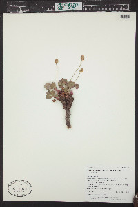 Heuchera parvifolia image