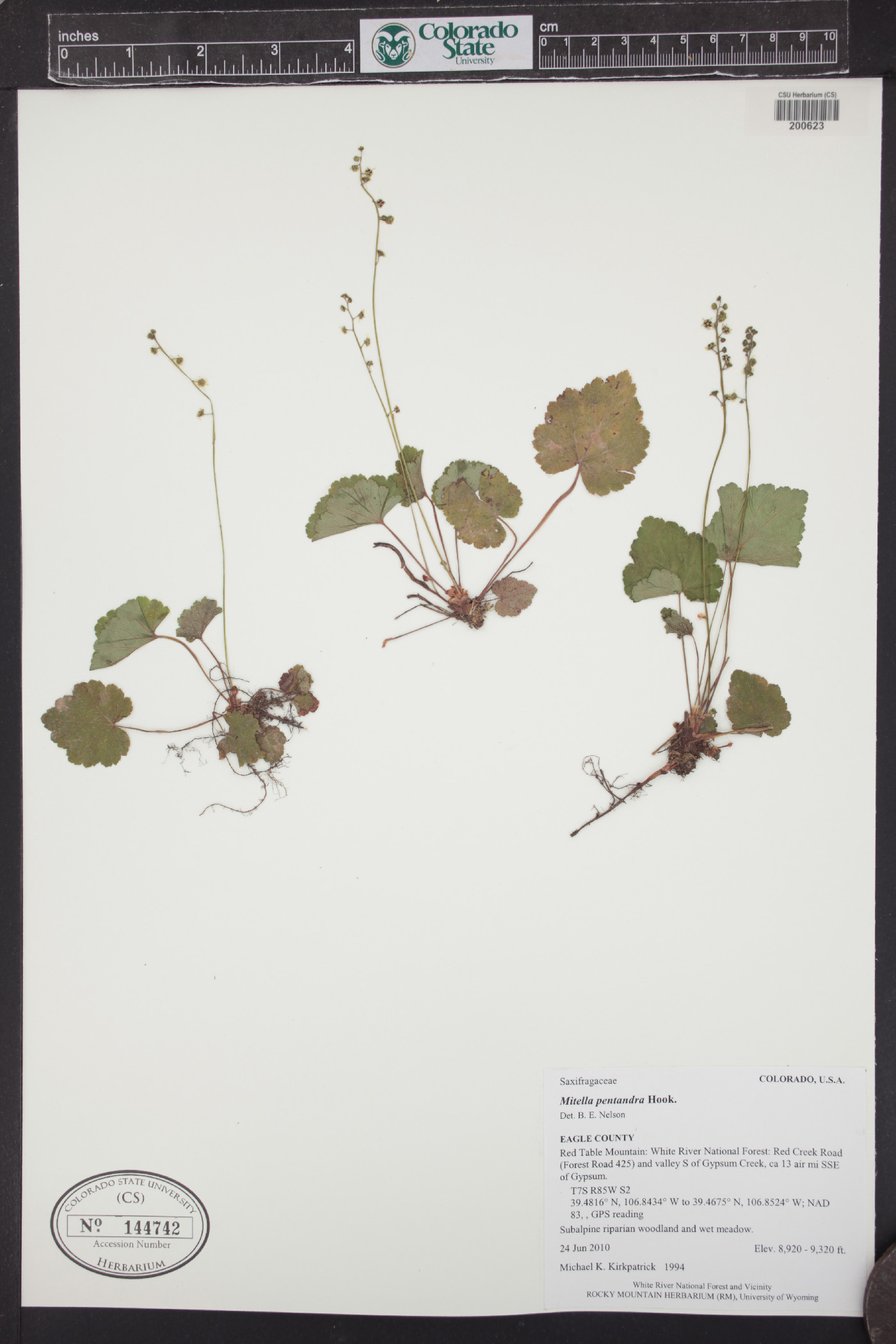 Mitella pentandra image